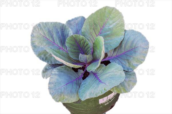 Red cabbage