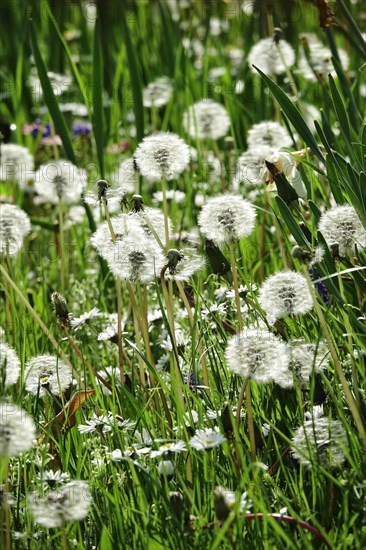 Meadow in spring