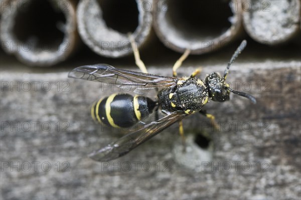 Wrinkled wasp