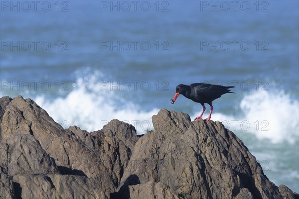 African oystercatcher