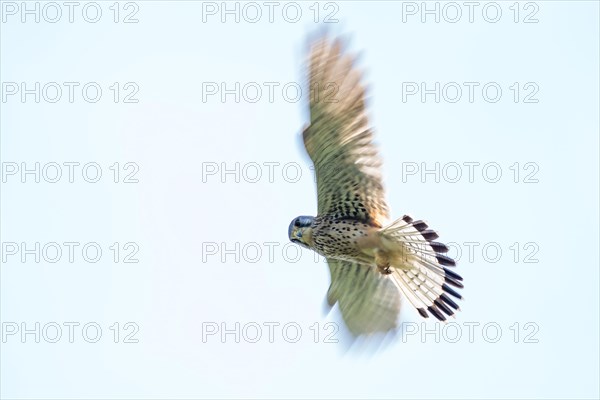 Common kestrel