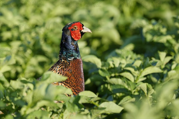 Pheasant