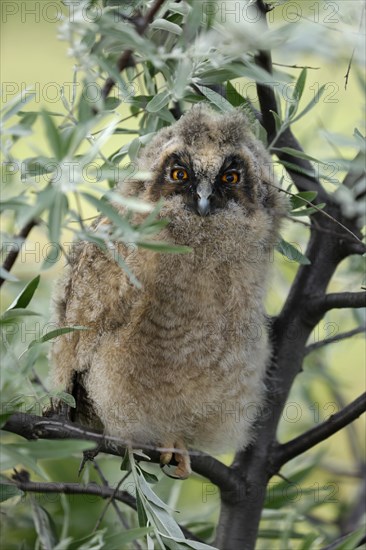 Long-eared owl