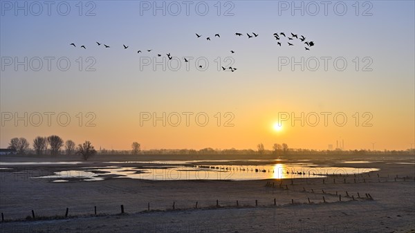 Wild geese flying over flooded meadows on the Rhine at dawn