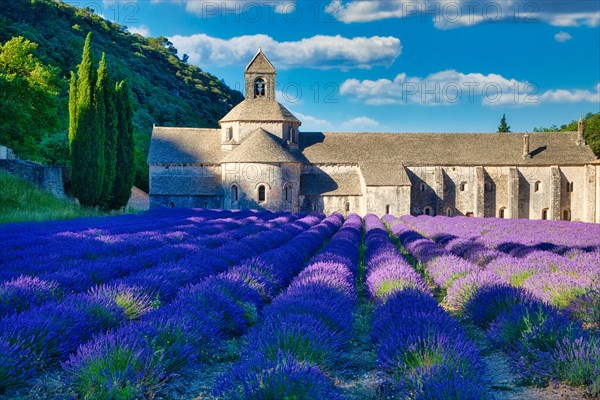 Cistercian Abbey Abbaye Notre-Dame de Senanque