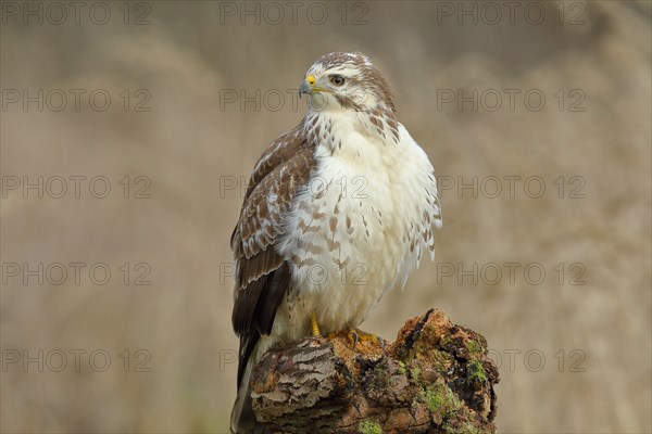 Common steppe buzzard