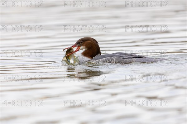 Common merganser