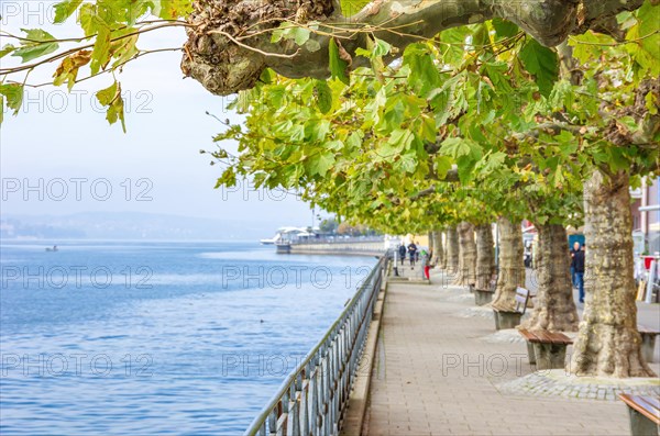 Shore and promenade with plane trees and benches
