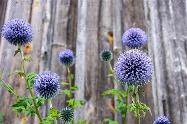 Specimens of the Banater globe thistle