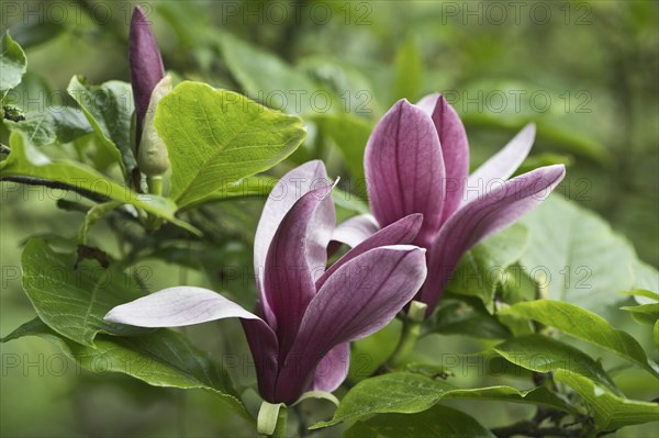 Magnolia blossom