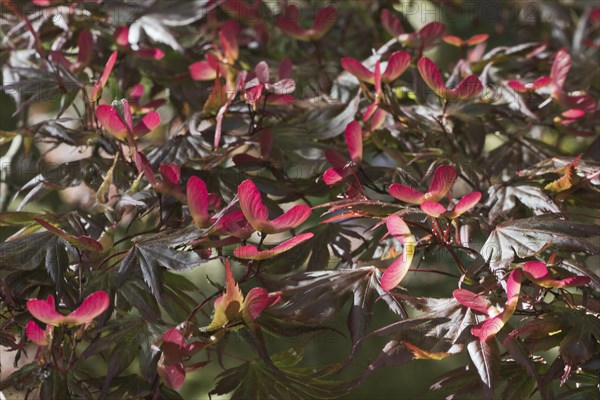 Japanese fan maple