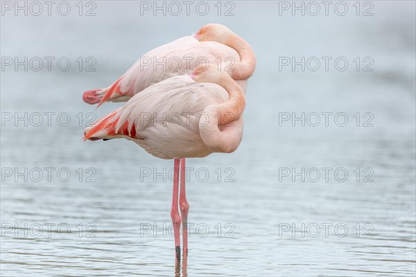 Greater Flamingo