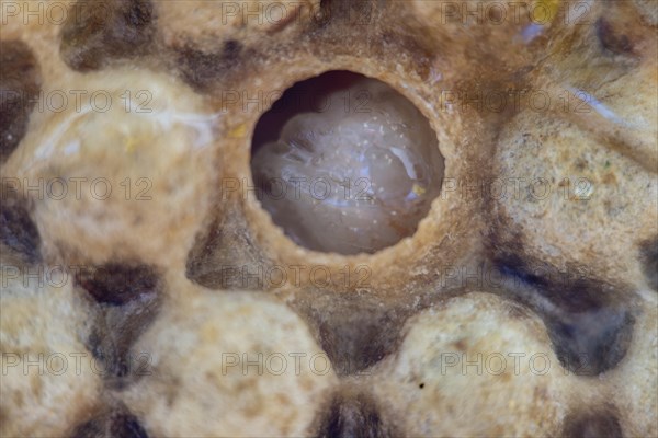 Honeycomb with drone brood