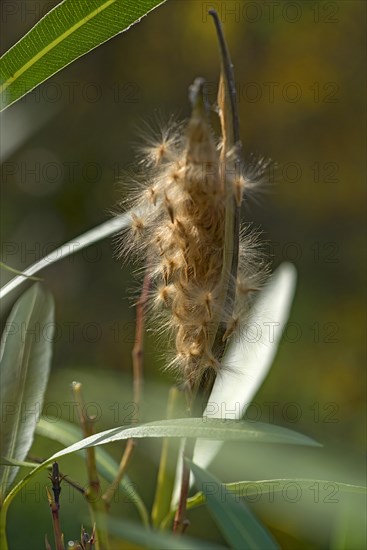 Seed pod of oleander