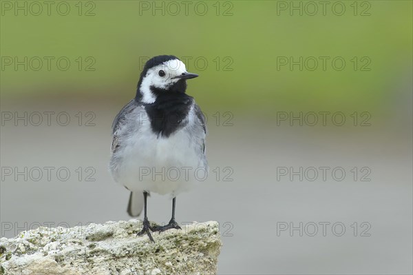 White wagtail