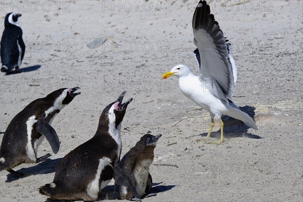 African Penguins