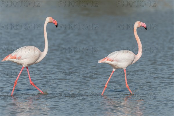 Greater Flamingo