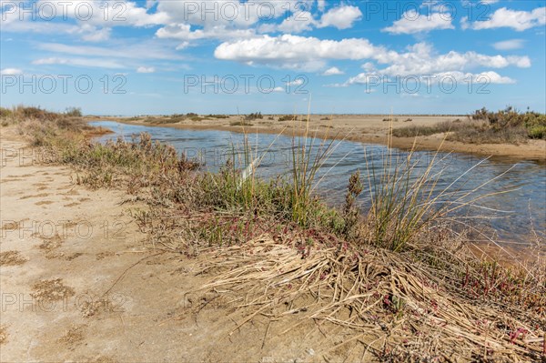 Typical landscape in a lagoon of the Rhone delta in the Camargue. Saintes Maries de la Mer