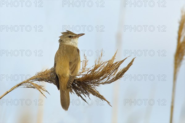 Great reed warbler