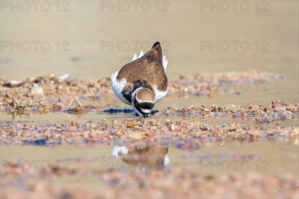 Little ringed plover