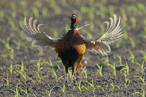 Pheasant