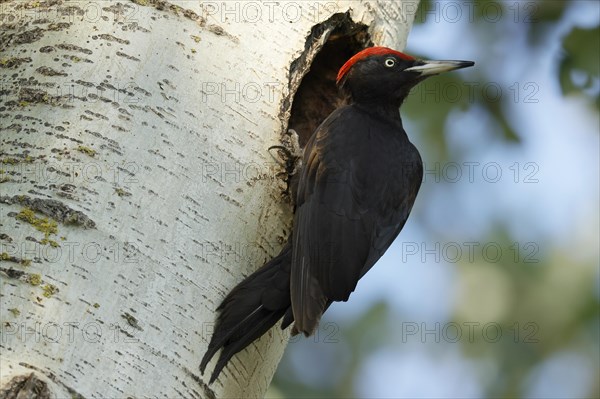 Black woodpecker