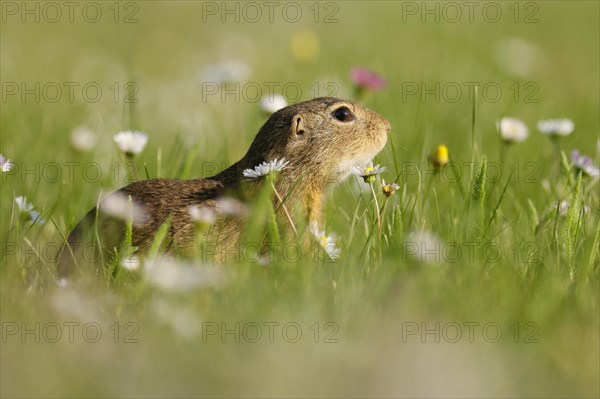 Gopher