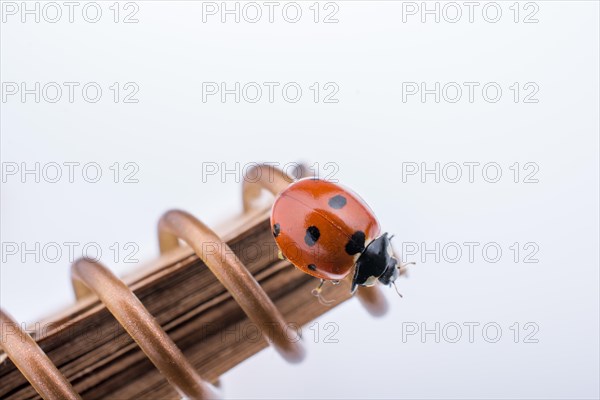 Beautiful photo of red ladybug walking on a notebook