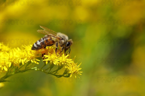 European honey bee