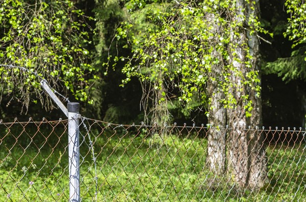 Burglars and thieves cut the top barbed wire of a garden fence to be able to climb over it unharmed