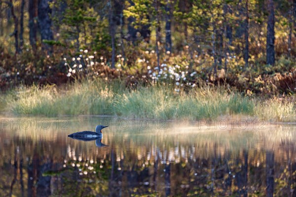 Red throated Loon