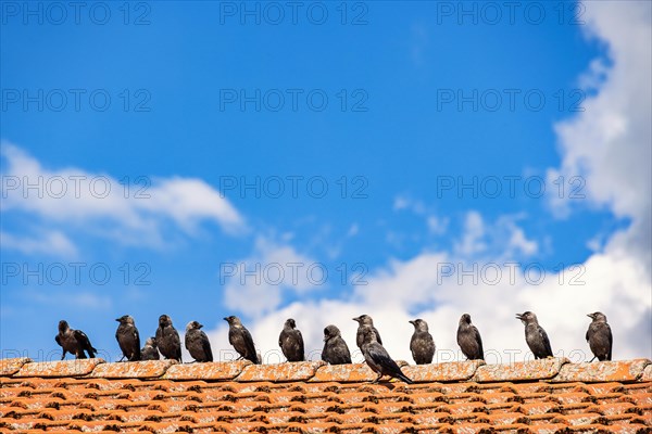 Flock of Western jackdaw