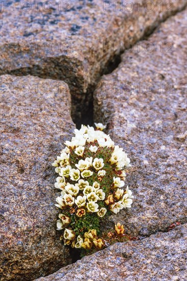 Flowering Pincushion plant