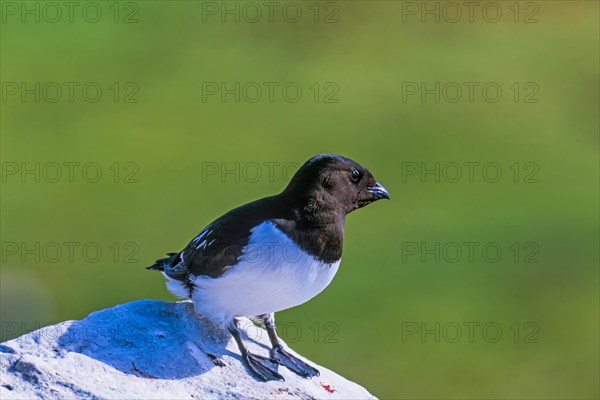 Alone Little auk