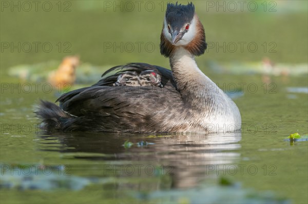 Great Crested Grebe