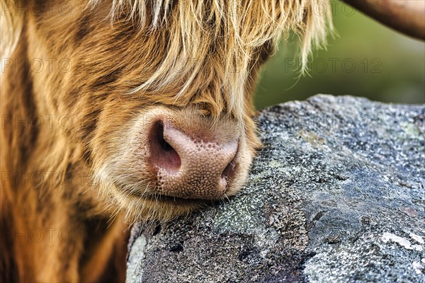 Scottish Highland Cattle