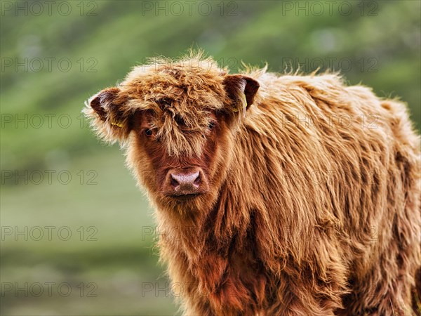 Scottish Highland Cattle