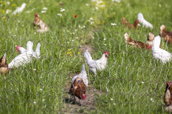 Free-range chickens in a meadow
