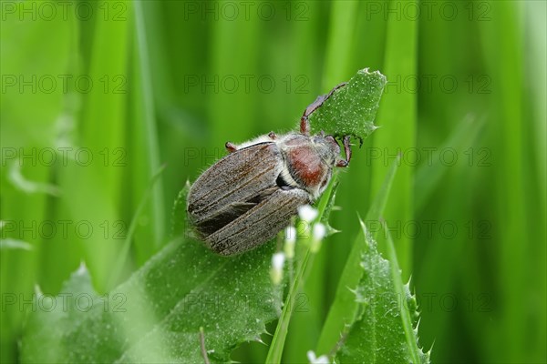 Cockchafer