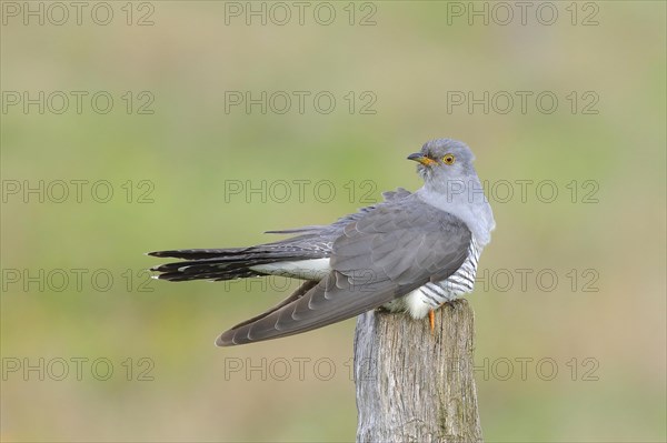 Common cuckoo