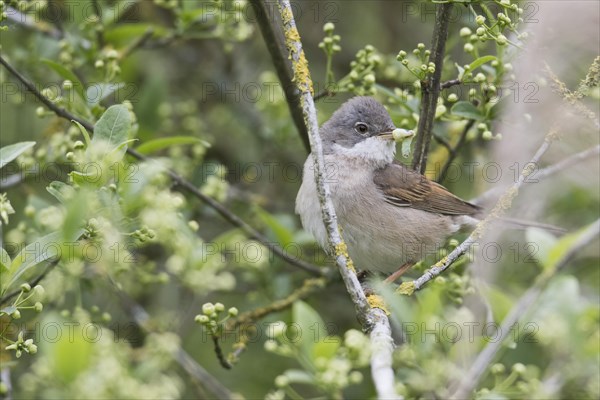 Common whitethroat