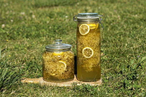 Jars with elderberry blossoms in sugar syrup for the production of elderberry blossom syrup