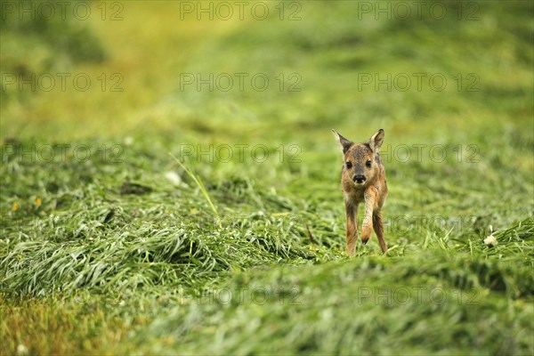 European roe deer