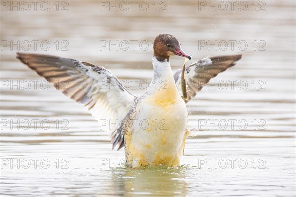 Common merganser