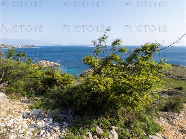 Sparse vegetation on the coast