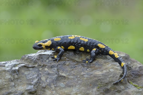 Fire salamander