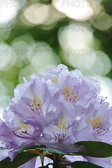 Magnificent rhododendron