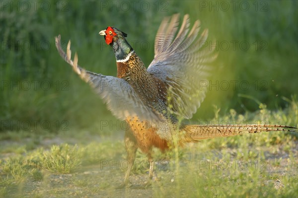 Pheasant