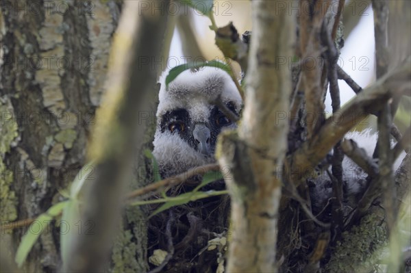 Long-eared owl