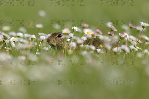 Gopher